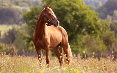 Scopri la Natura a Cavallo